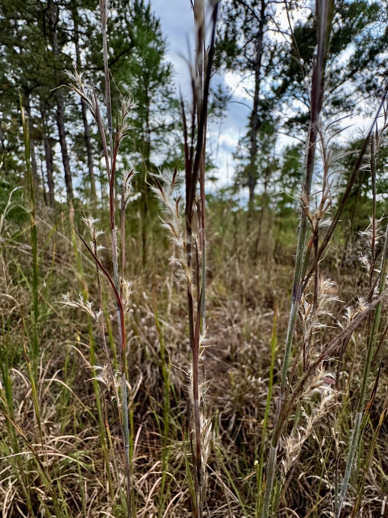 Schizachyrium scoparium var. divergens