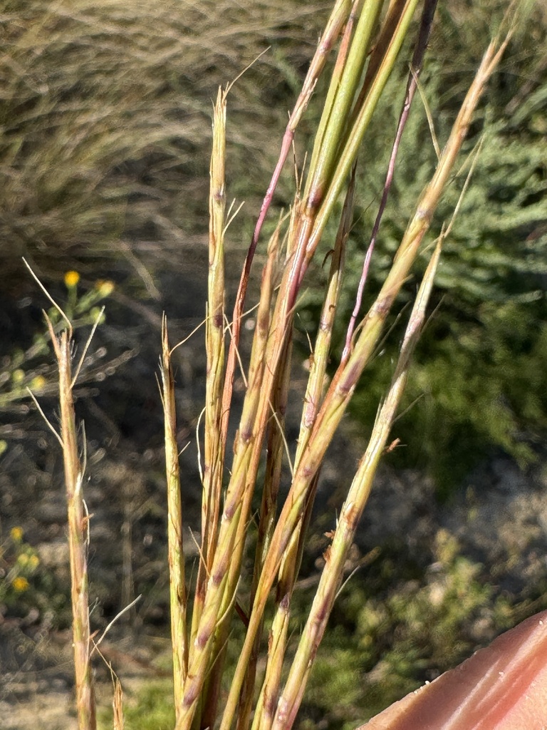 Schizachyrium scoparium var. scoparium