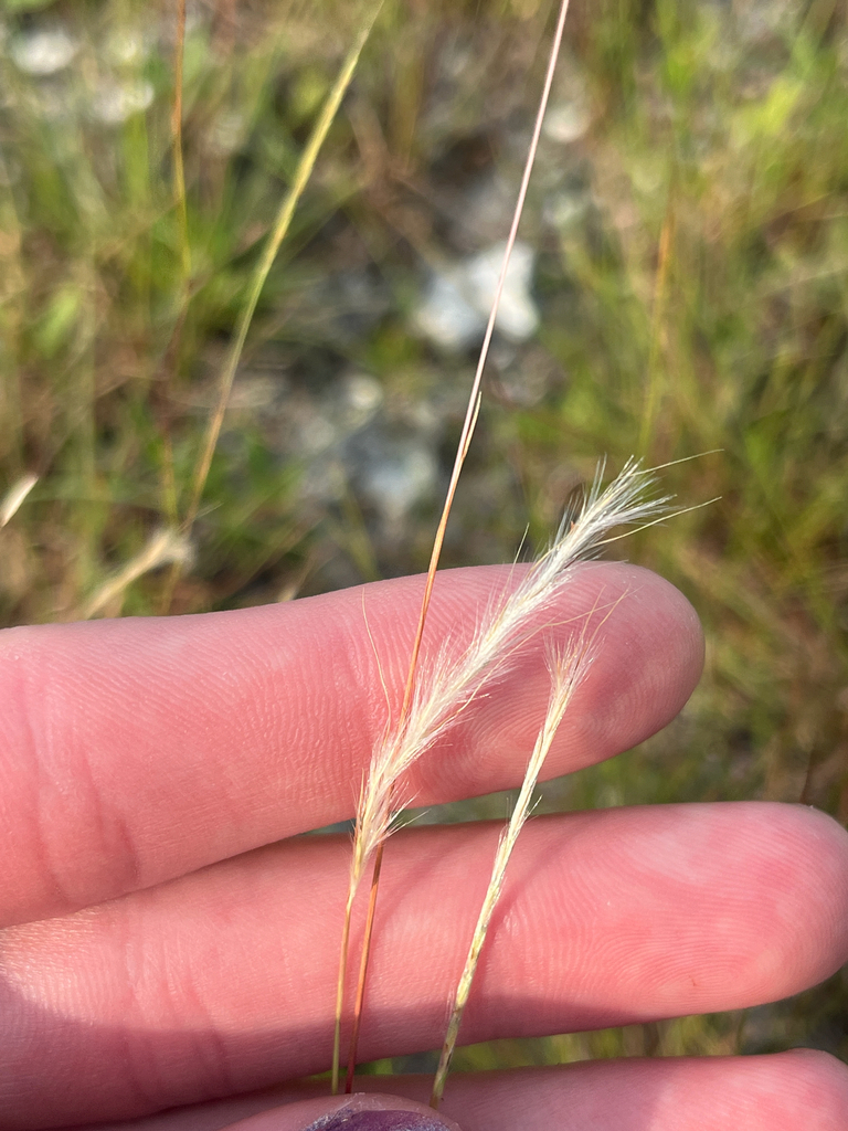 Schizachyrium sericatum