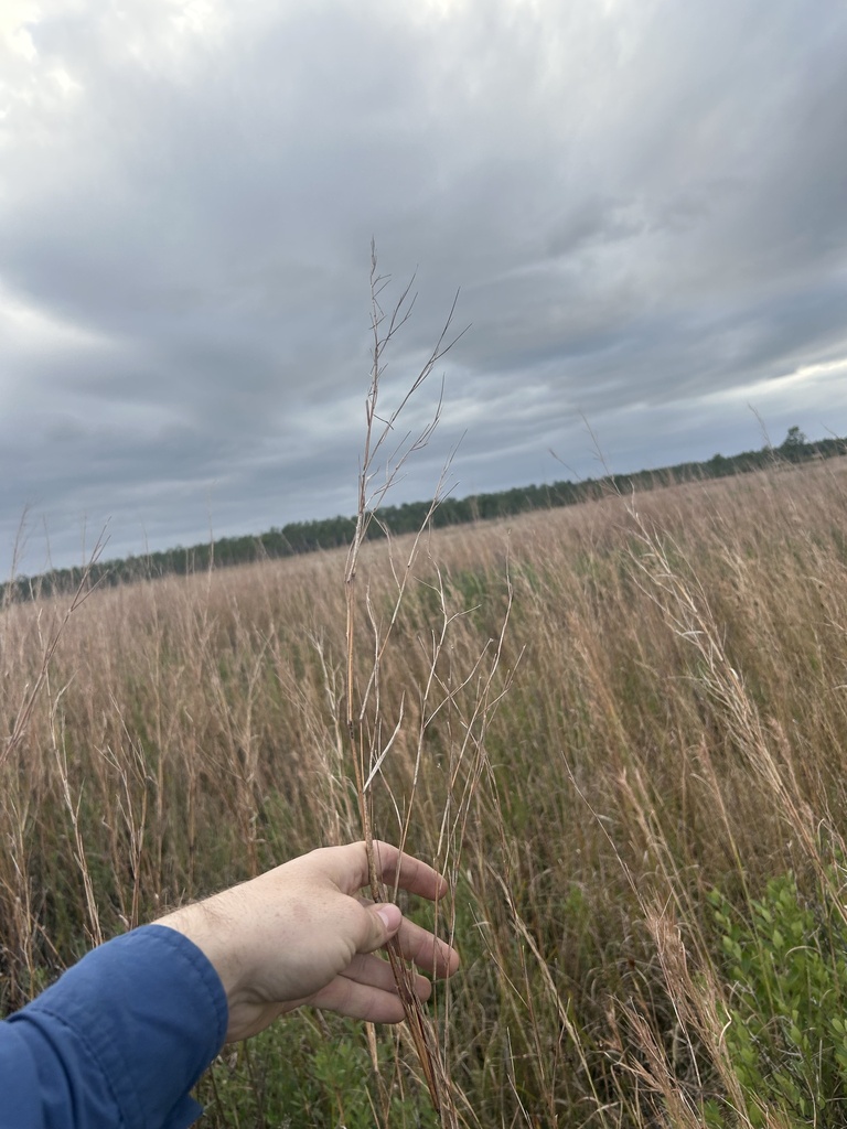 Schizachyrium stoloniferum