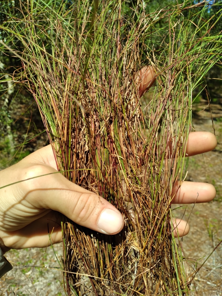 Schizachyrium tenerum
