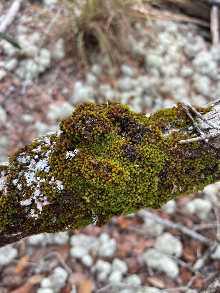 Schlotheimia rugifolia