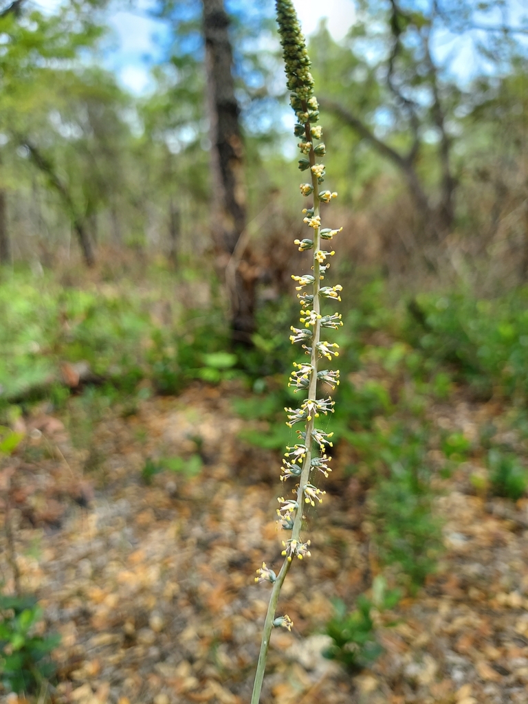 Schoenocaulon dubium