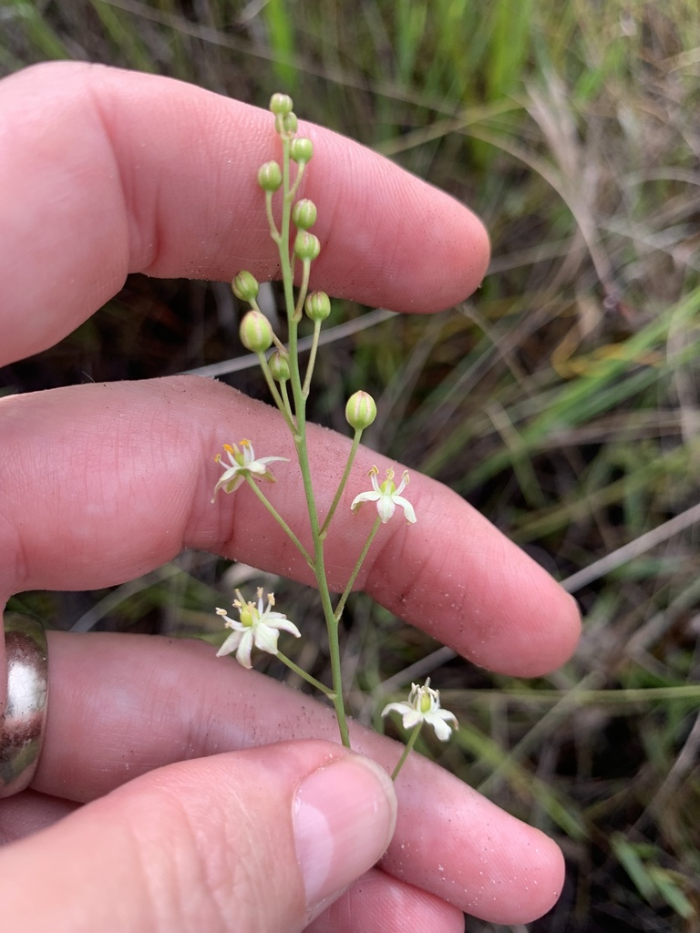 Schoenolirion albiflorum