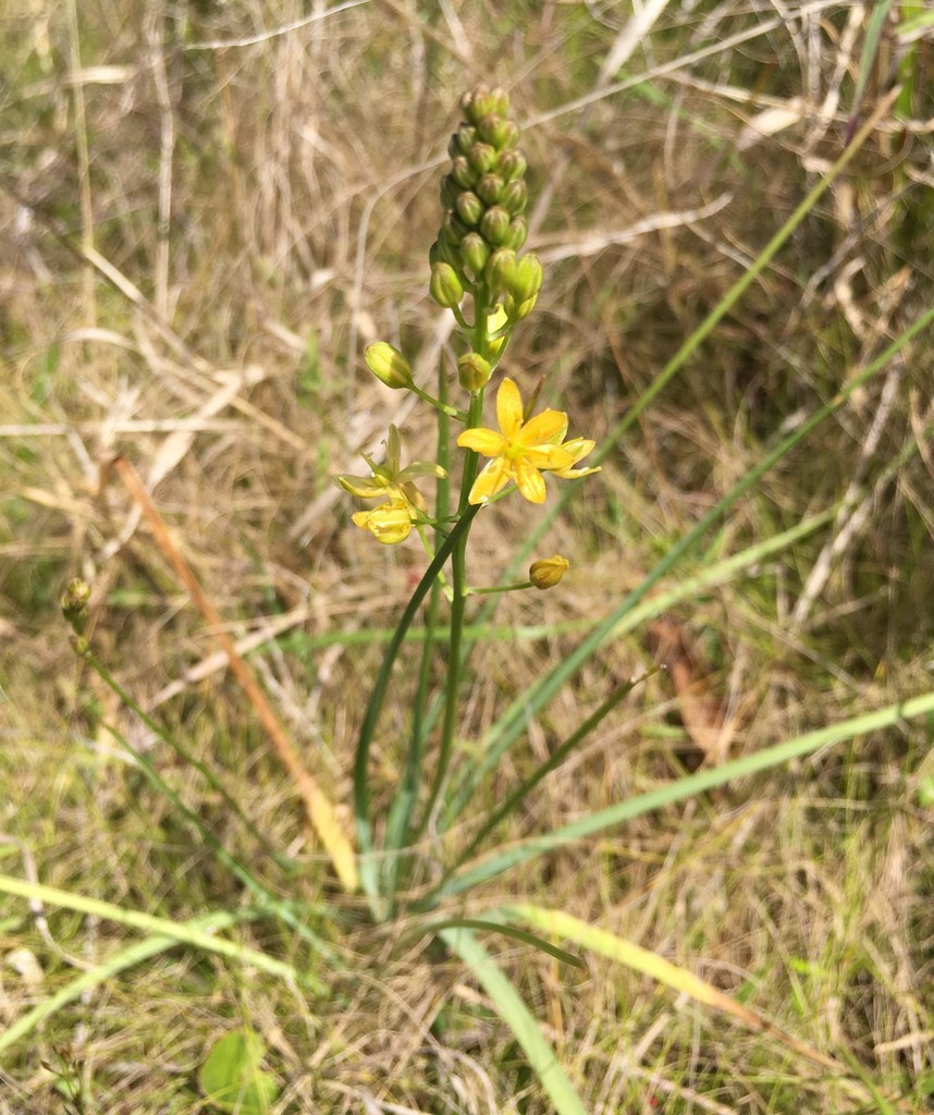 Schoenolirion croceum