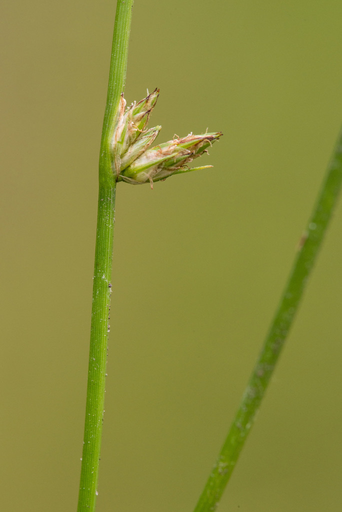 Schoenoplectiella erecta subsp. raynalii