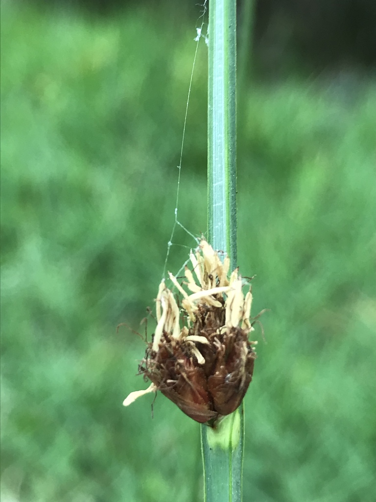 Schoenoplectus americanus