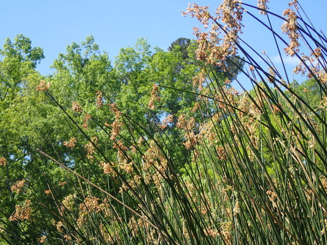 Schoenoplectus californicus