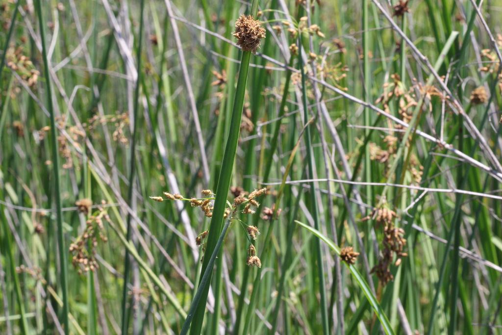 Schoenoplectus deltarum