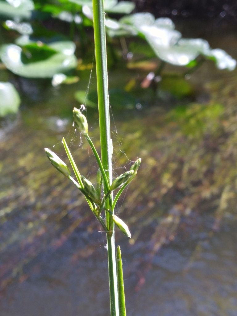 Schoenoplectus etuberculatus