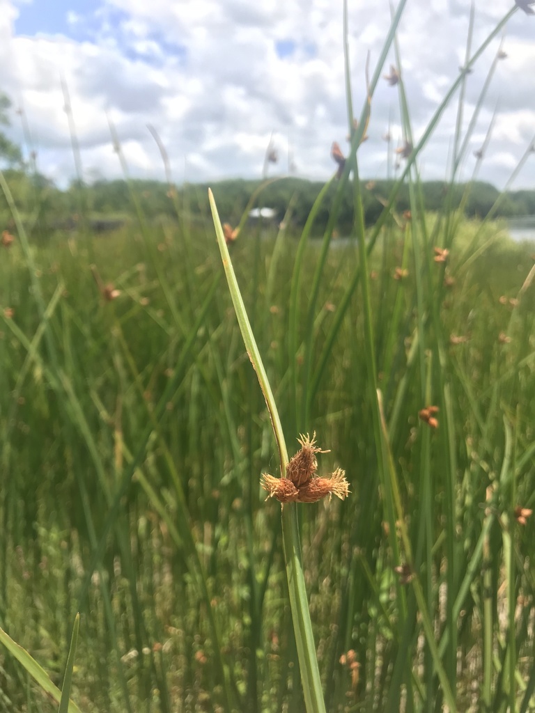 Schoenoplectus pungens