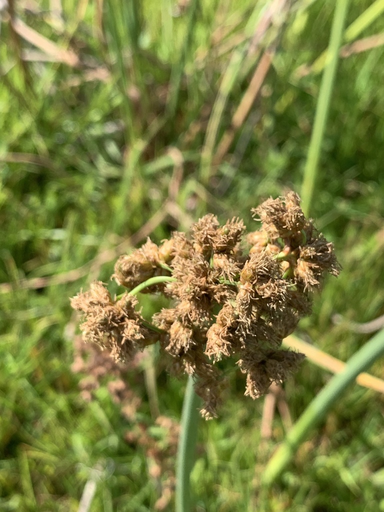 Schoenoplectus tabernaemontani