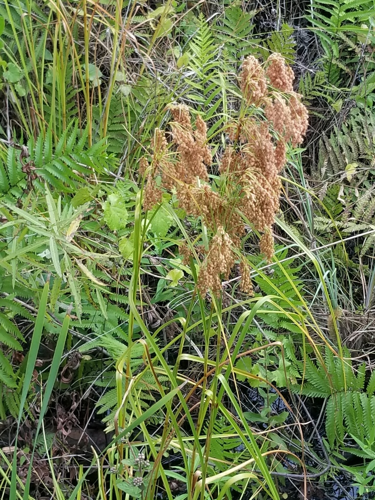 Scirpus cyperinus