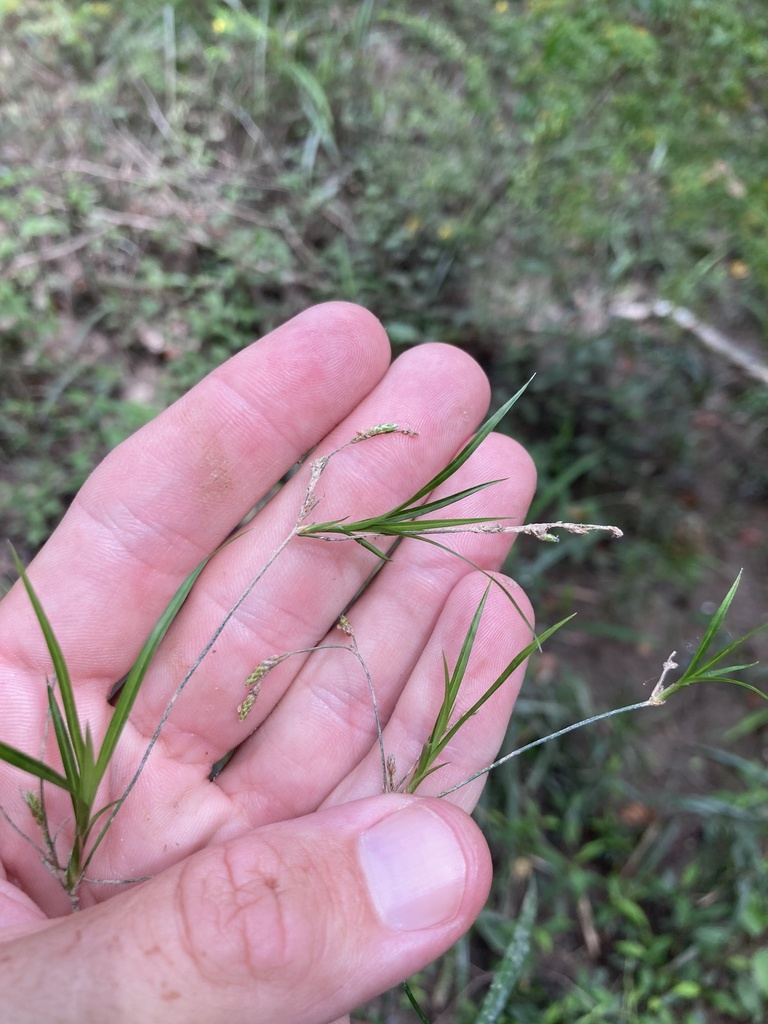 Scirpus divaricatus