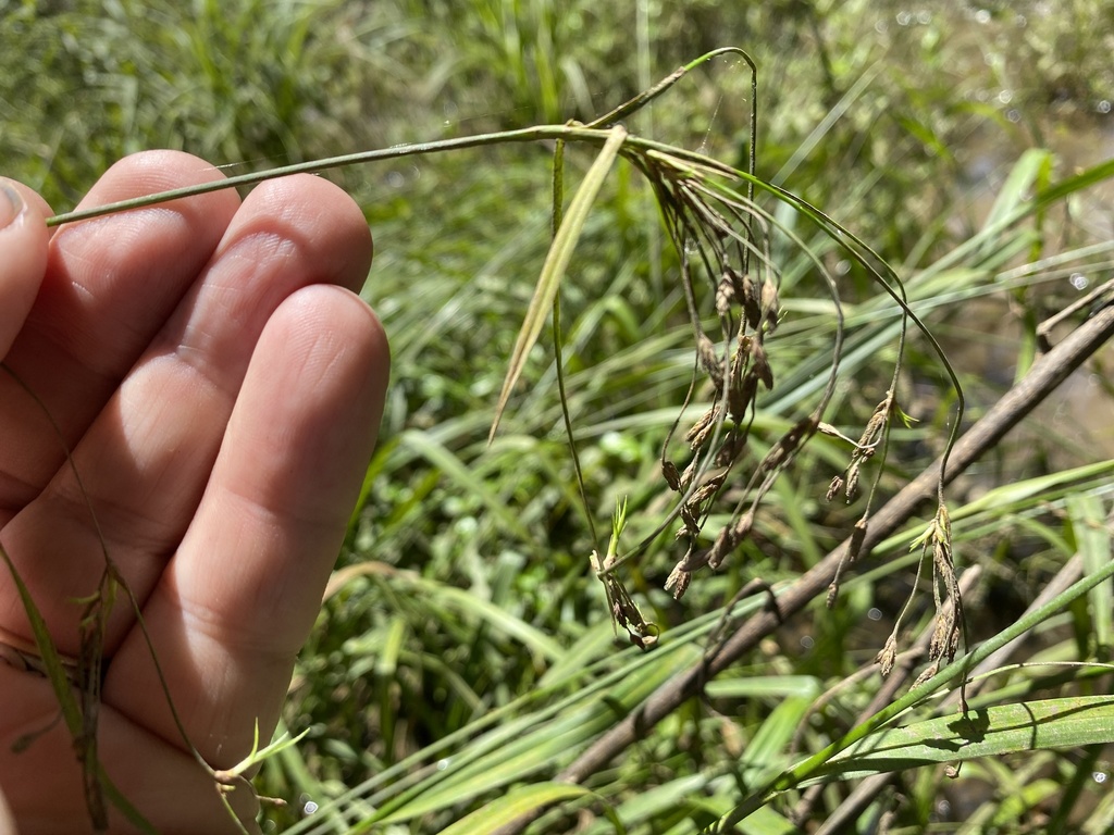 Scirpus lineatus