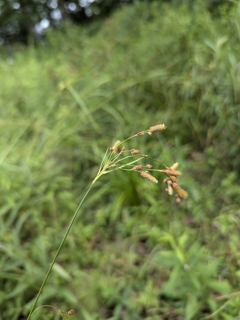 Scirpus pendulus
