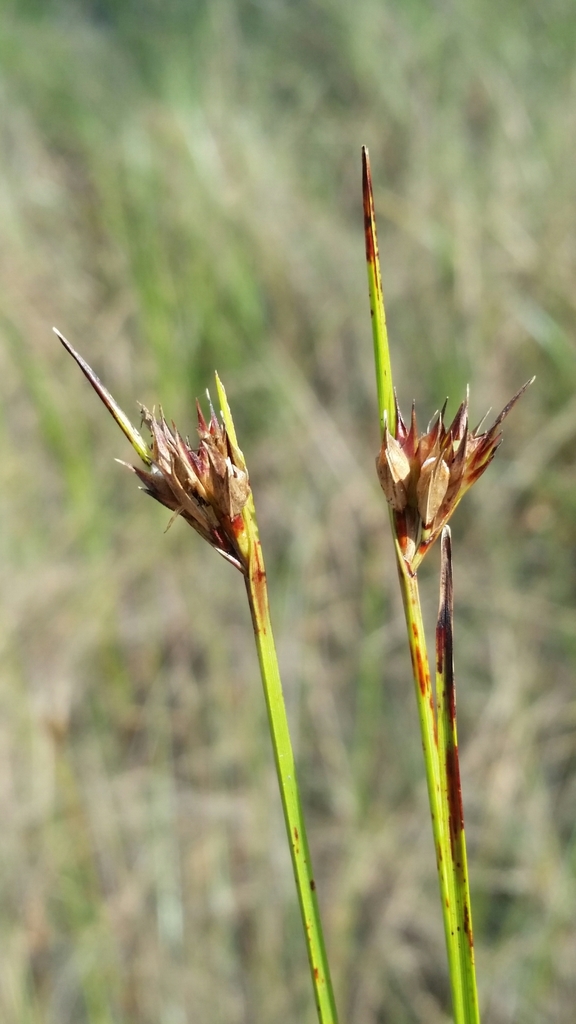 Scleria baldwinii