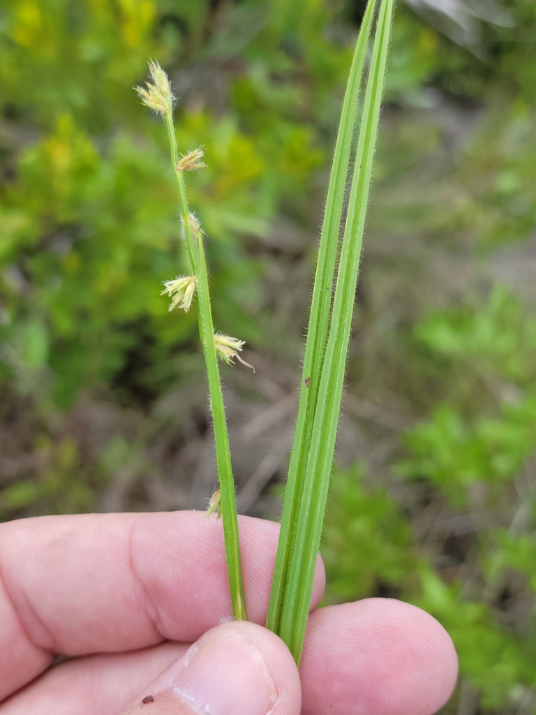 Scleria distans