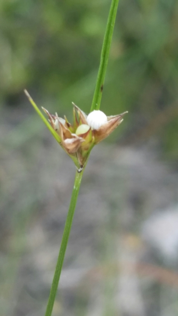 Scleria georgiana