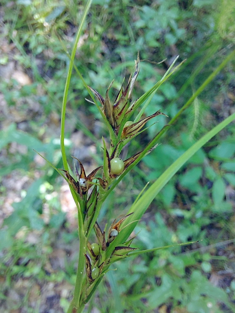 Scleria oligantha