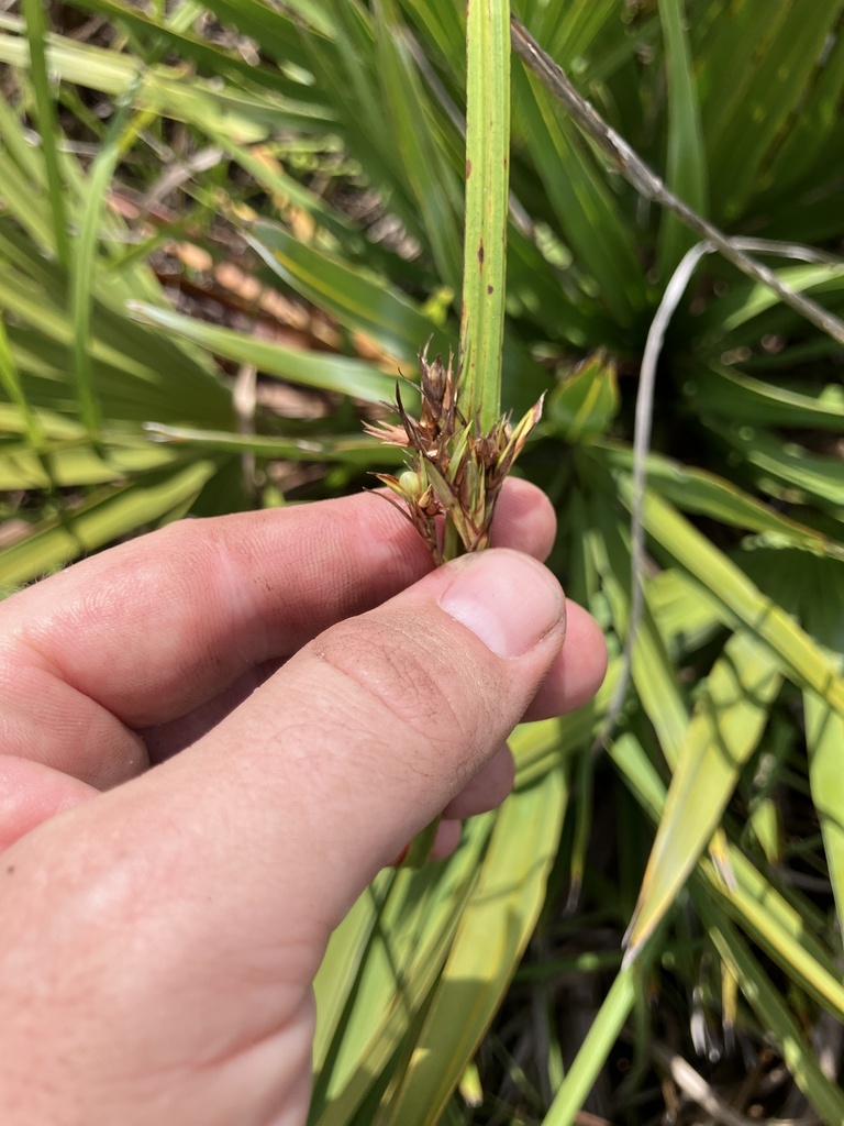 Scleria triglomerata