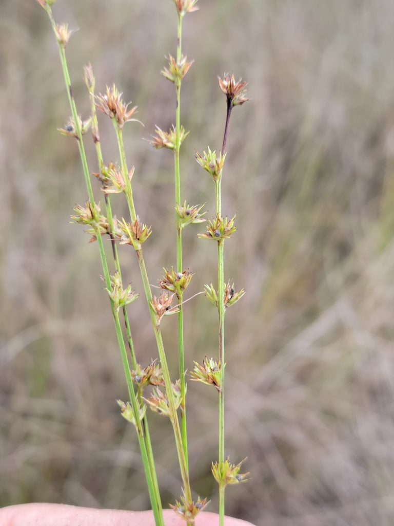 Scleria verticillata