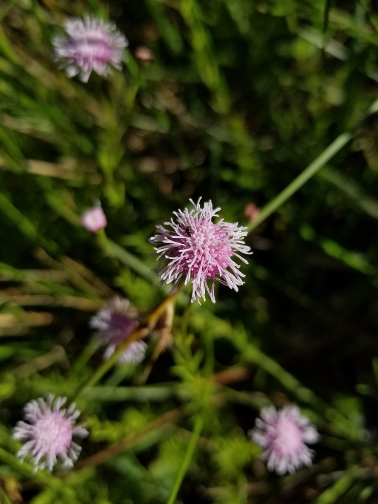 Sclerolepis uniflora