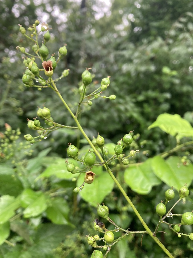 Scrophularia marilandica