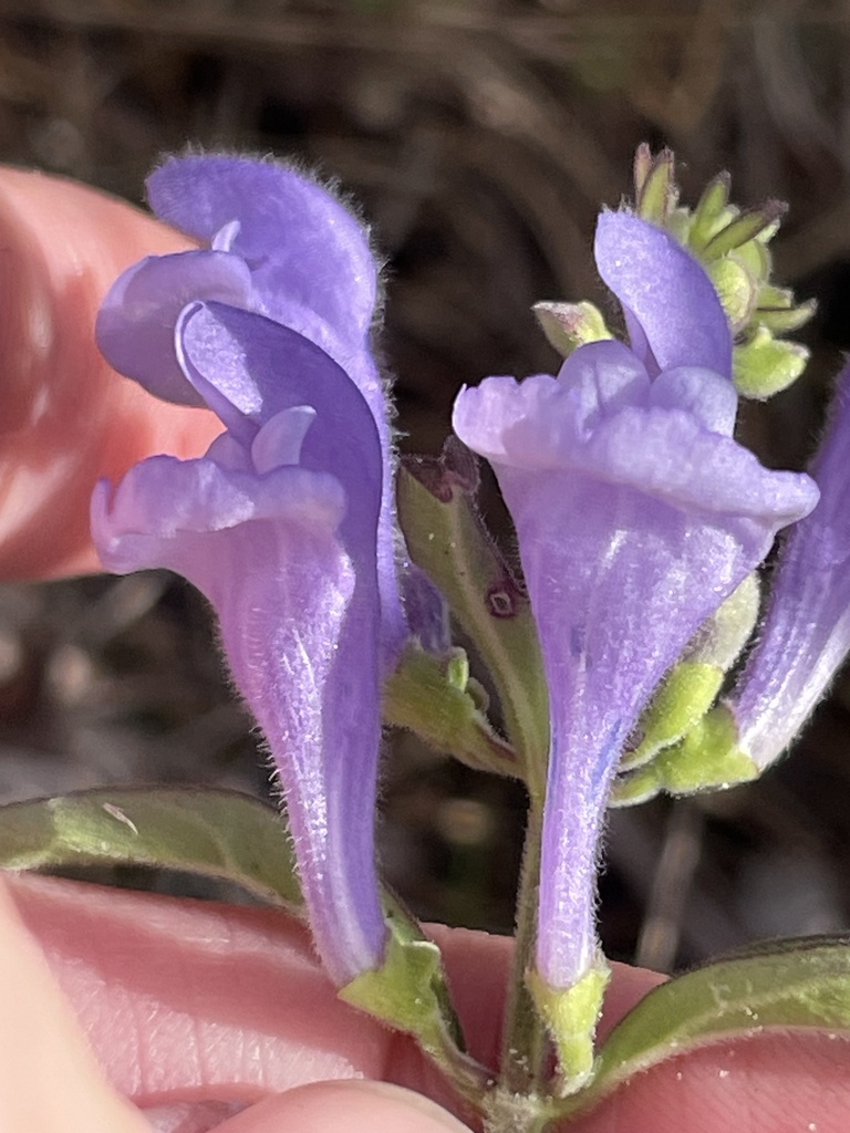 Scutellaria arenicola