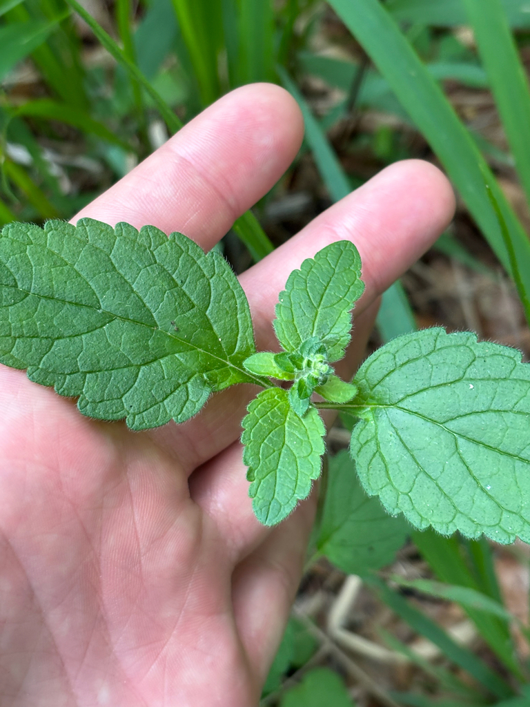 Scutellaria elliptica