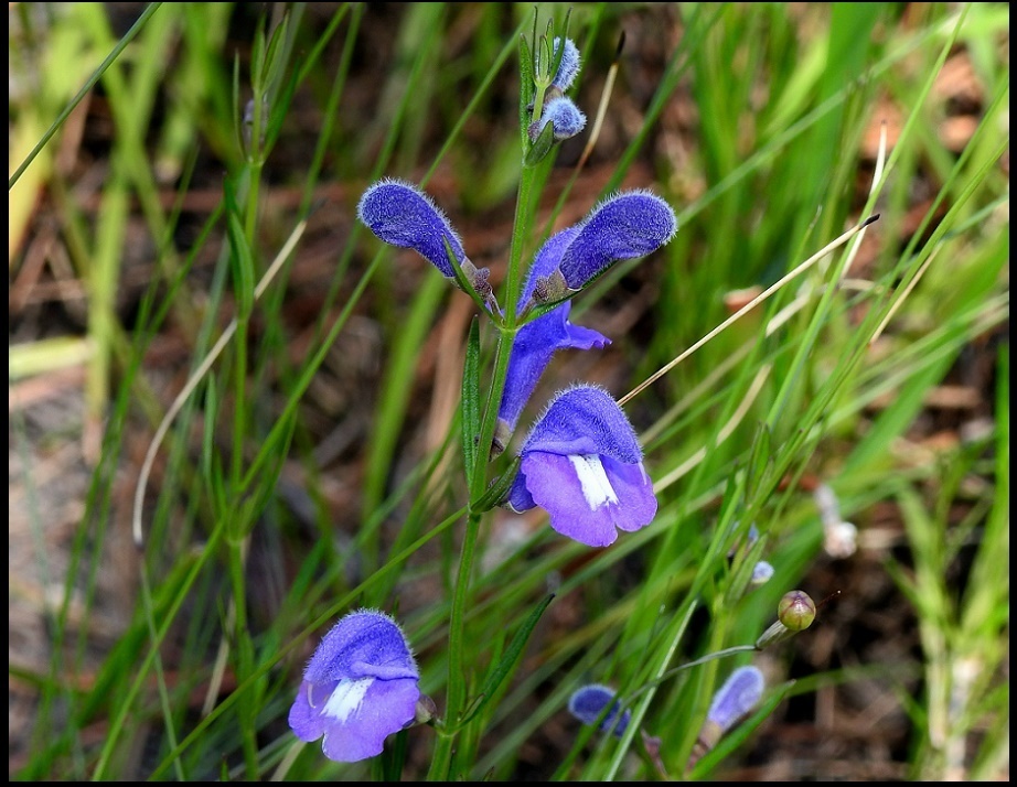 Scutellaria floridana