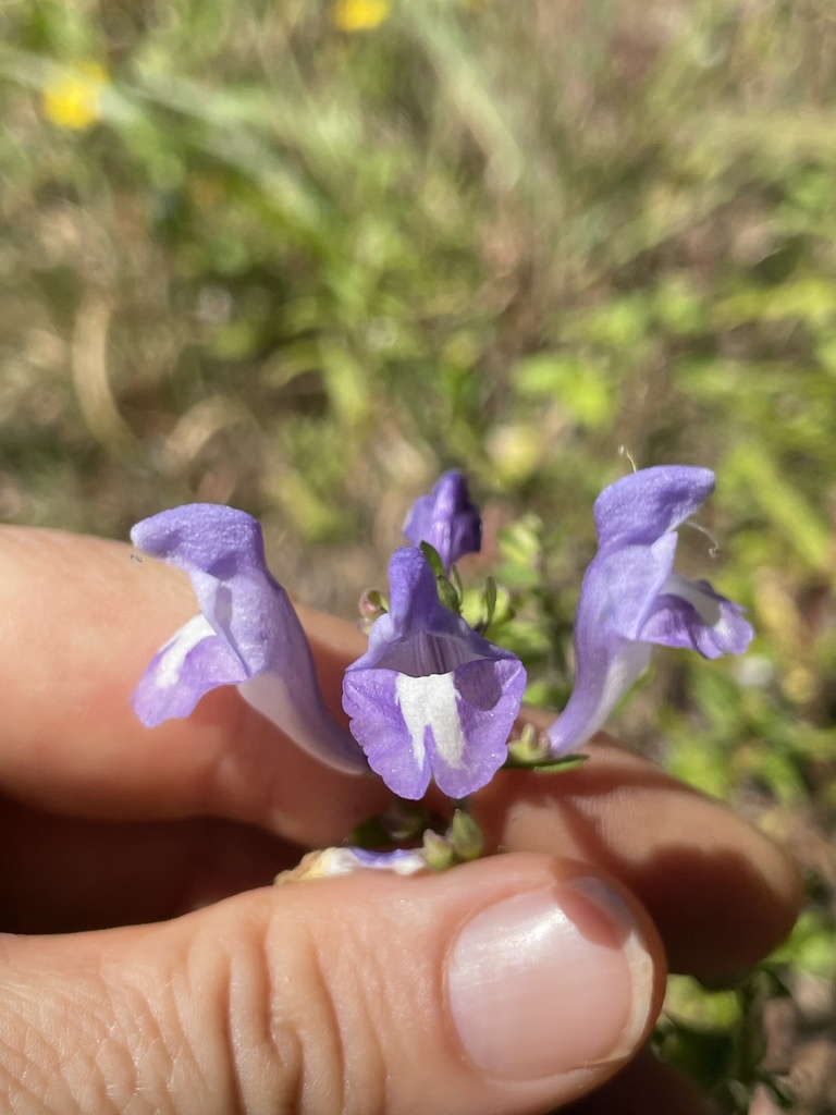 Scutellaria glabriuscula