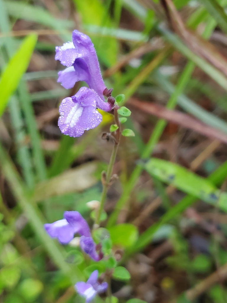 Scutellaria havanensis
