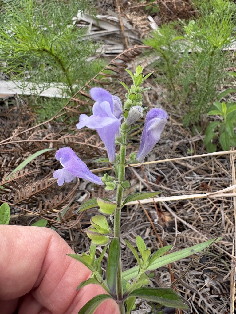 Scutellaria integrifolia