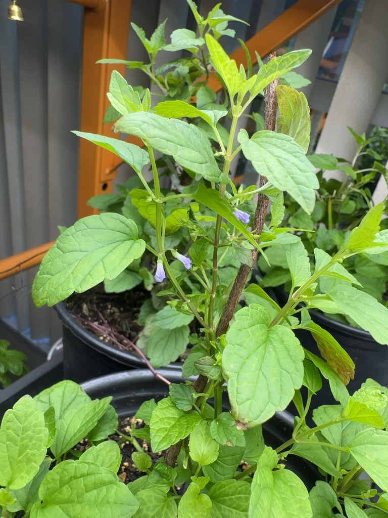 Scutellaria lateriflora