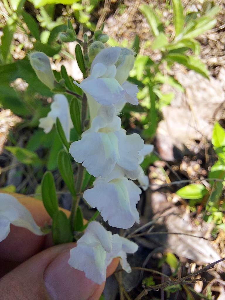 Scutellaria multiglandulosa