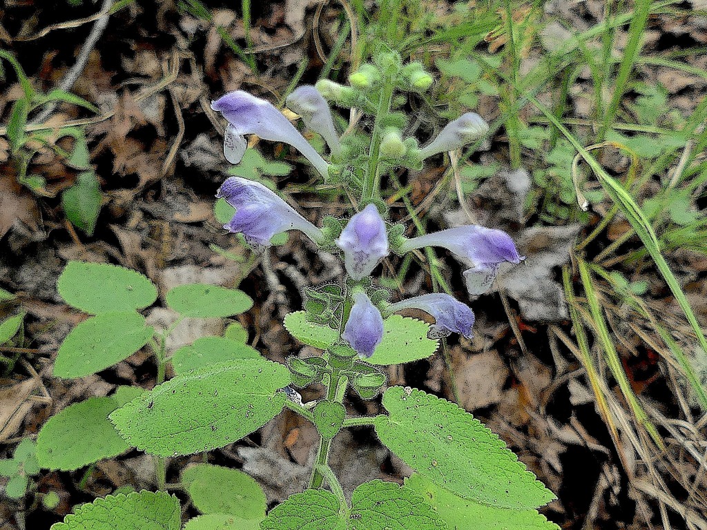 Scutellaria ovata subsp. bracteata