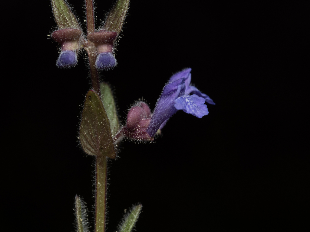 Scutellaria parvula