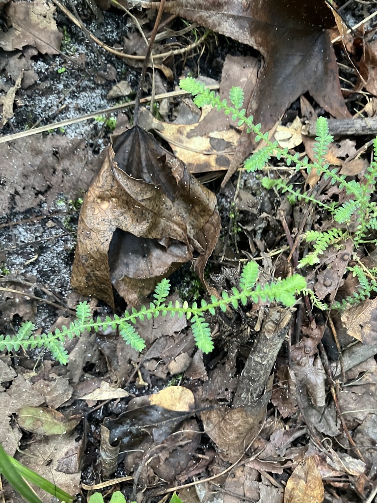 Selaginella apoda var. apoda