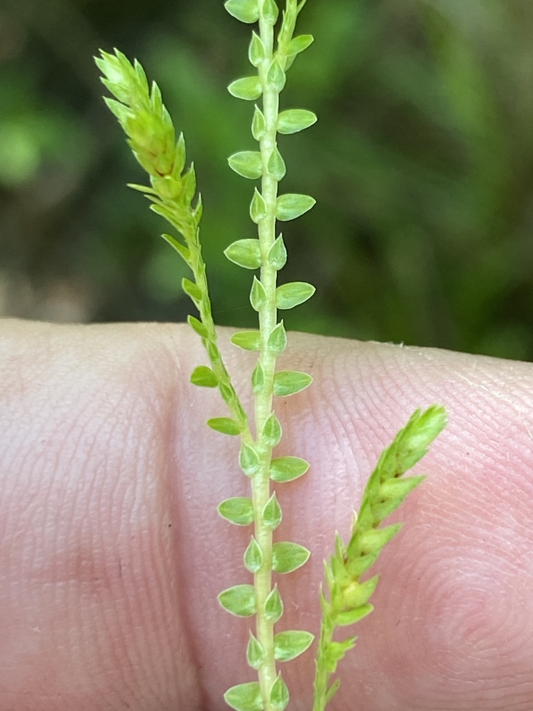 Selaginella apoda var. ludoviciana