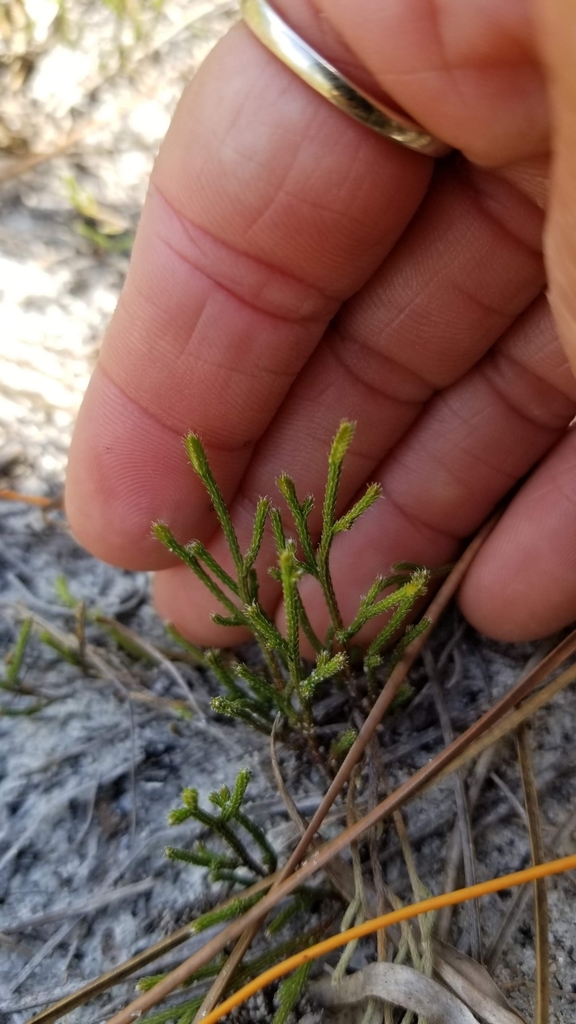 Selaginella arenicola