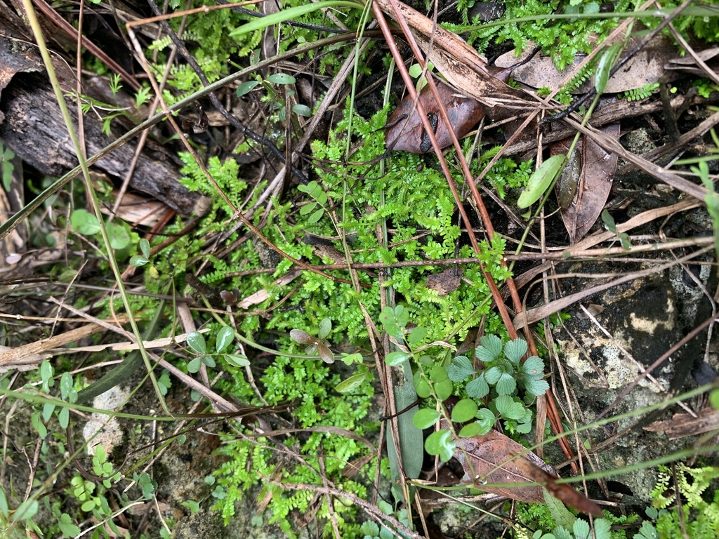 Selaginella armata var. eatonii