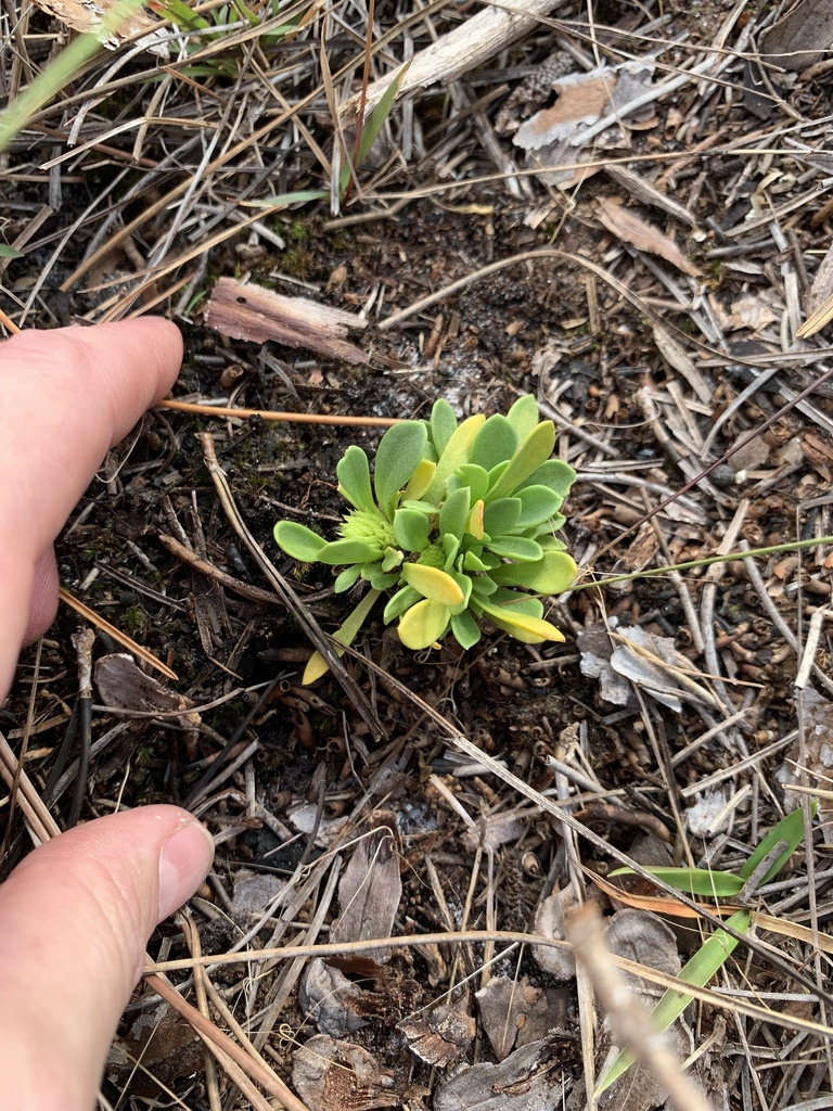 Senega arenicola