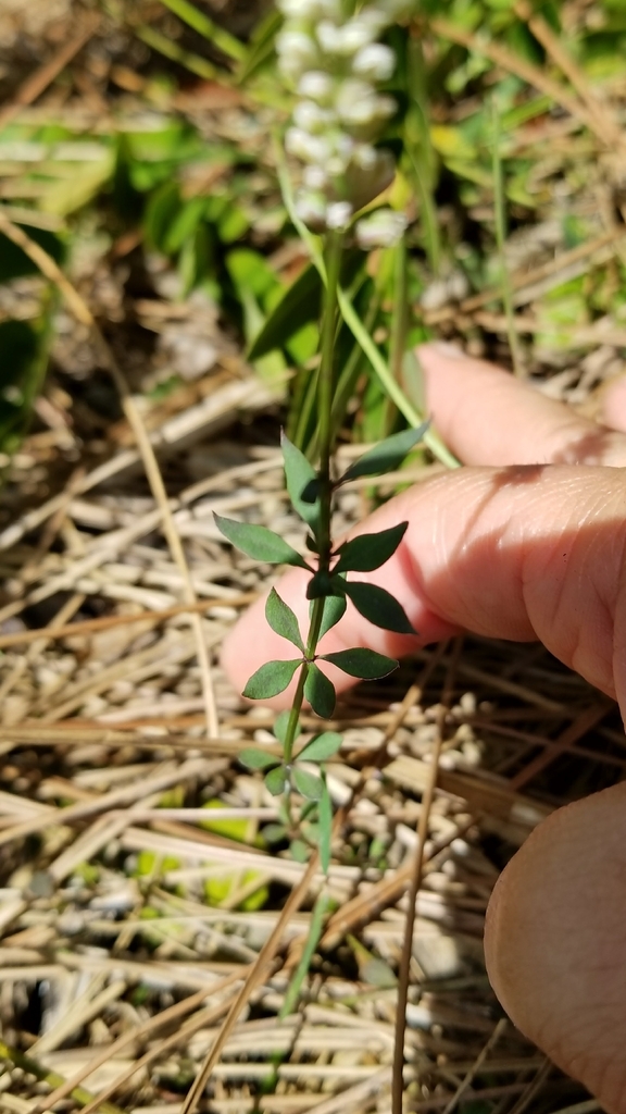 Senega boykinii
