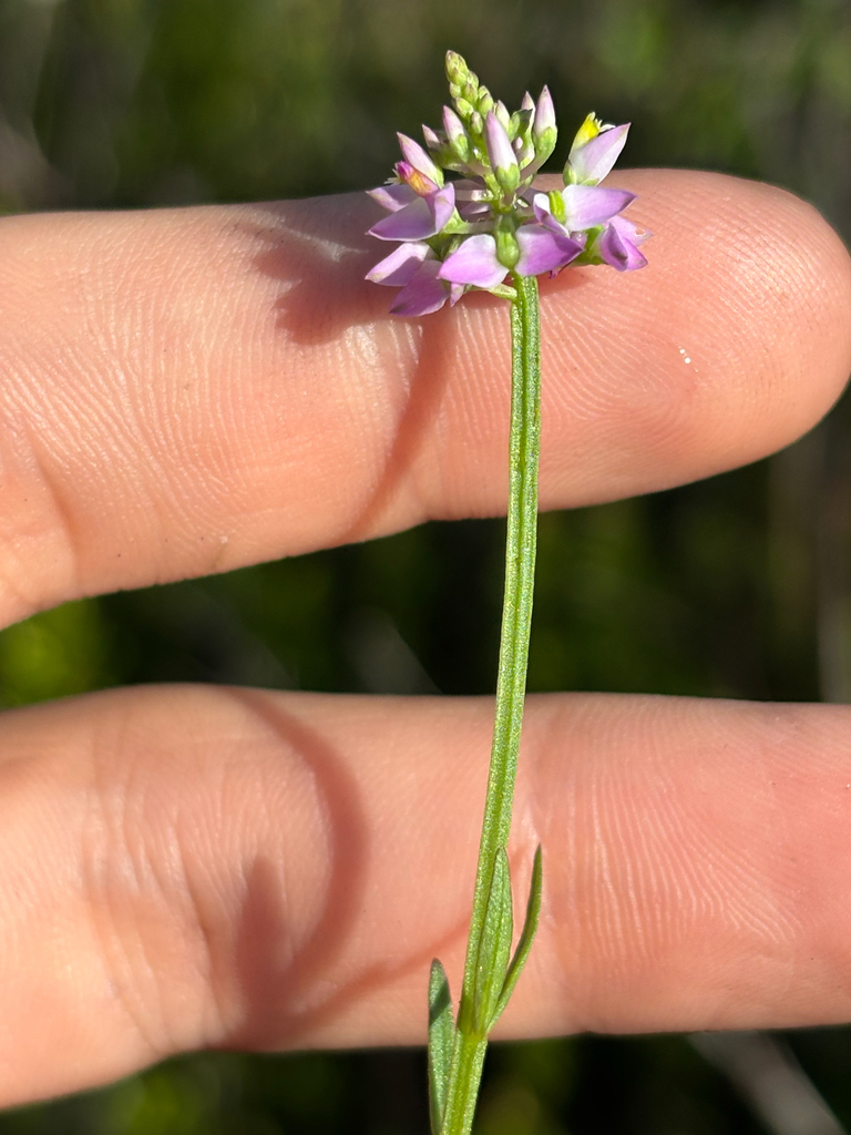 Senega brevifolia