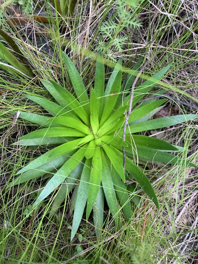 Senega cymosa