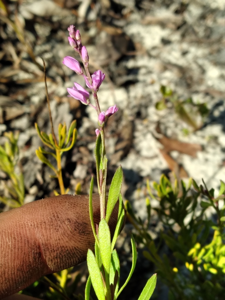Senega lewtonii