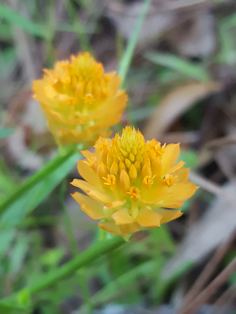 Senega lutea