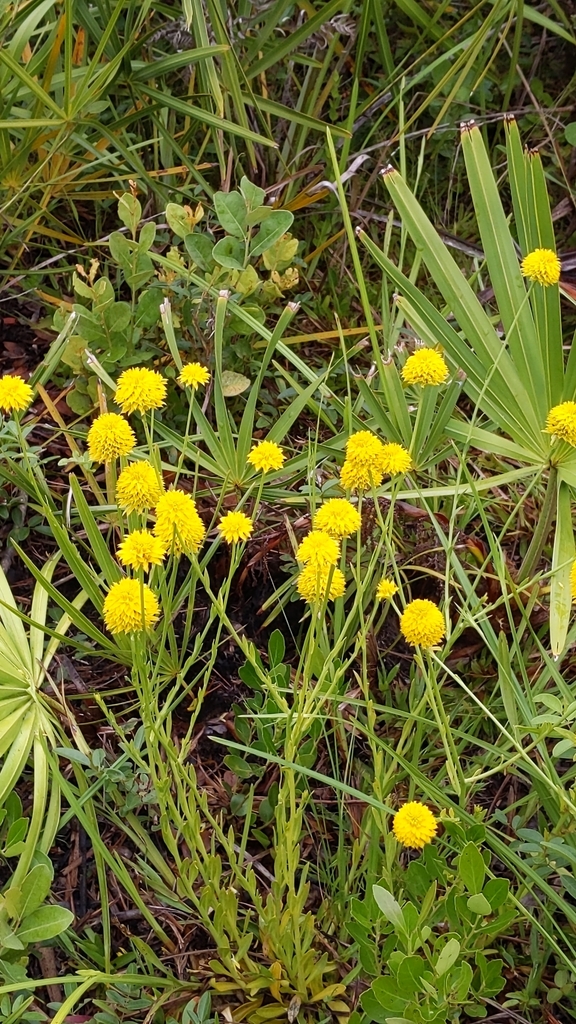 Senega rugelii
