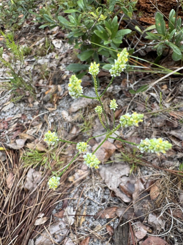 Senega setacea